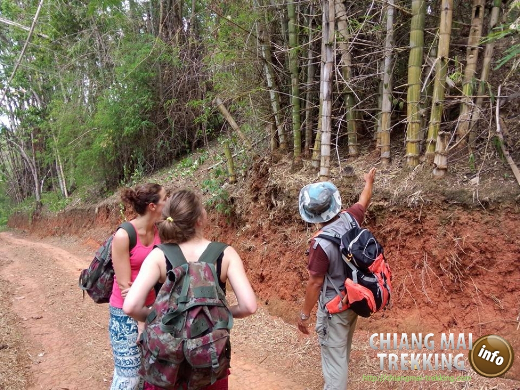 Natalie & friend | Chiang Mai Trekking | Le meilleur trekking à Chiang Mai avec Piroon Nantaya